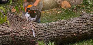 How Our Tree Care Process Works  in  Center, TX