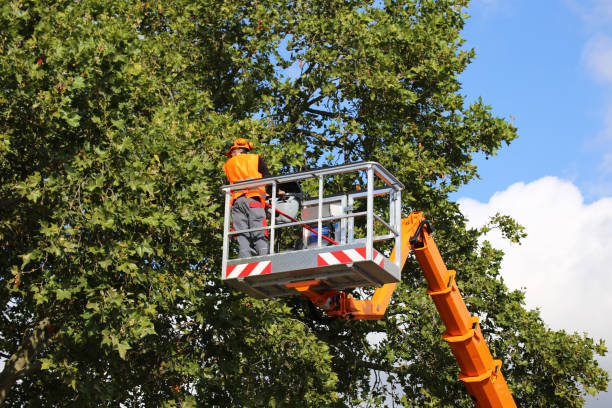 Best Tree Cabling and Bracing  in Center, TX