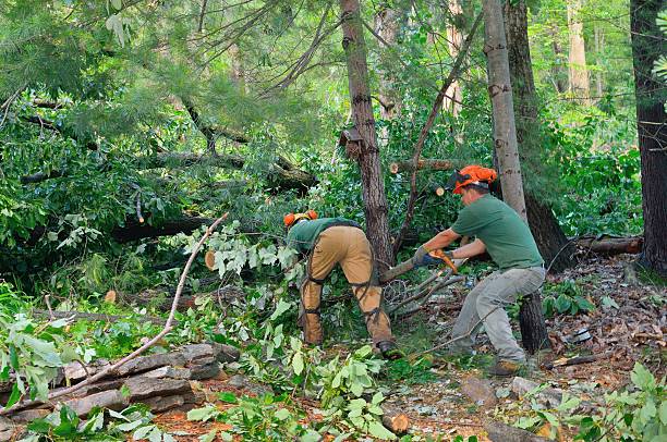 Professional Tree Services in Center, TX
