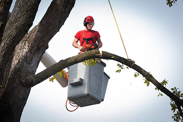 Best Tree Risk Assessment  in Center, TX